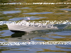 PT-212 Higgins Patrol